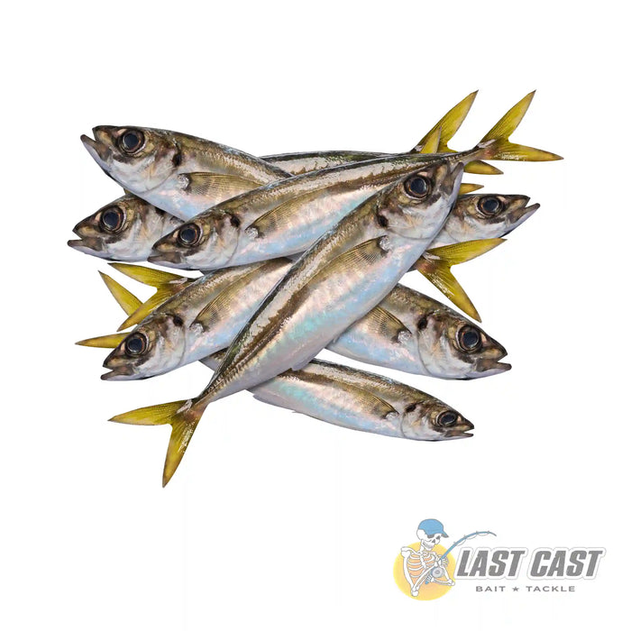 ADDICTION OUTDOORS JACK MACKEREL BAIT BAG FROZEN 5KG — Last Cast Bait