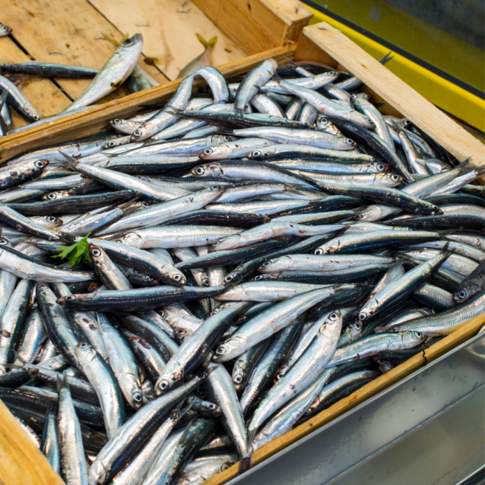 LAST CAST 500G ANCHOVIES LOCAL DELIVERY or PICKUP ONLY — Last Cast